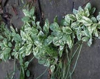 Variegated Plantain (plantago major variegata) - 20 seeds