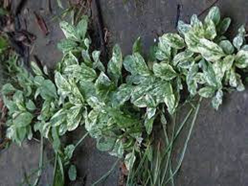 Variegated Plantain plantago major variegata 20 seeds image 1