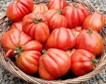 Organic Cour di Bue (Italian Oxheart) tomato - 15 seeds