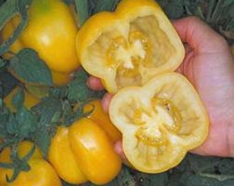 Organic Yellow Stuffer Tomato - 20 seeds
