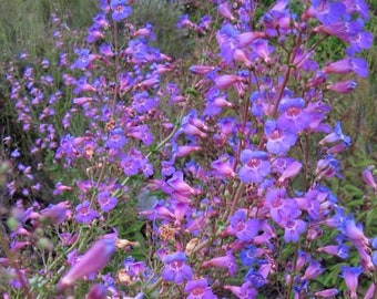 Penstemon (Penstemon Spectabilis Showy) - 25 seeds