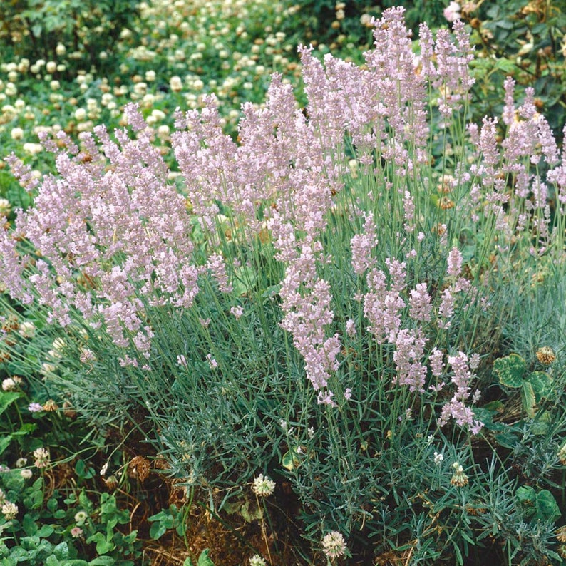 Lavender Pink Lavandula Angustifolia Rosea 20 seeds image 3
