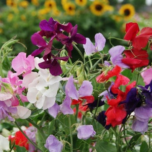 Sweet Pea mix (not annual) - 20 seeds