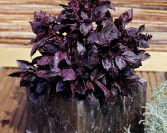 Purple Delight Basil (Ocimum basilicum 'Purple Delight') - 25 seeds