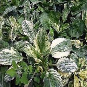 Variegated Plantain plantago major variegata 20 seeds image 2