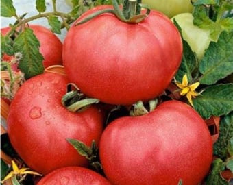 Organic Arkansas Traveler Tomato -  25 seeds