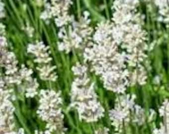Lavender White Scent (Lavandula Angustifolia White Scent) - 20 seeds