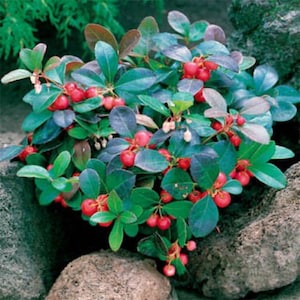 Wintergreen / Teaberry (gaultheria procumbens) evergreen - 25 seeds
