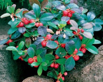 Wintergreen / Teaberry (gaultheria procumbens) evergreen - 25 seeds