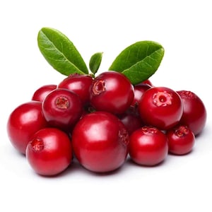 Mountain Cranberry / Lingonberry (Vaccinium Vitisidaea) - 25 seeds