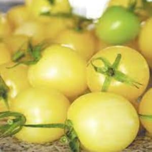 Organic White Cherry Tomato - 15 seeds