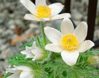 Pasque Flower (Anemone Pulsatilla Vulgaris White) - 25 seeds