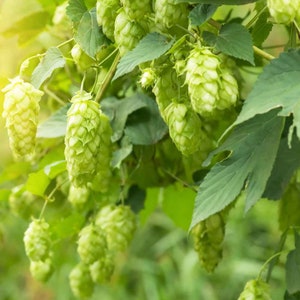 Hops (Humulus Lupulus) - min 10 seeds