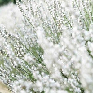 Lavender Ellagance Ice (Lavandula Angustifolia Ellagance Snow) - 20 seeds