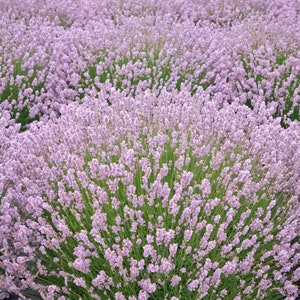 Lavender Pink Lavandula Angustifolia Rosea 20 seeds image 2