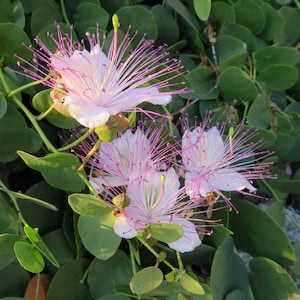 Caper Bush (capparis spinosa) - 10 seeds