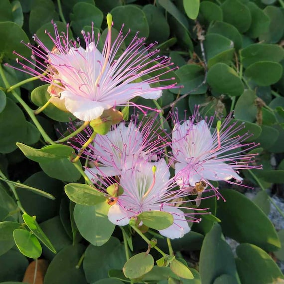 Caper Bush capparis Spinosa 10 Seeds Etsy