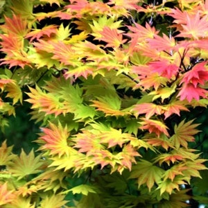 May include: Close-up of vibrant Japanese maple leaves. The leaves transition from green to yellow, orange, and red hues. The image showcases the intricate details and textures of the foliage, with a dark green background.
