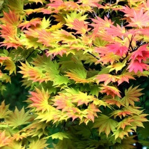 Autumn Moon Japanese Maple bonsai or full size (Acer shirasawanum 'Autumn Moon') - 20 seeds