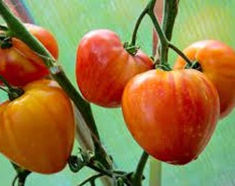 Organic Orange Russian Tomato - 10 seeds