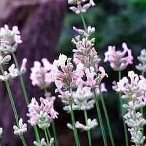 Pink Perfume Lavender (Lavandula angustifolia &#39;Pink Perfume&#39;) - 20 seeds