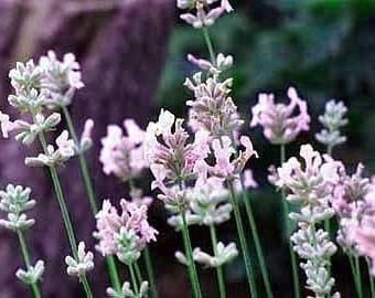 Pink Perfume Lavender (Lavandula angustifolia 'Pink Perfume') - 20 seeds