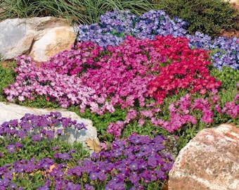 Rock Cress Cascade mix (Aubrieta Hybrida Superbissima) - 50 seeds