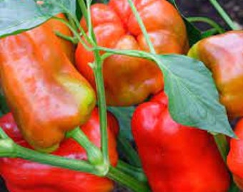 Organic Ozark Giant Sweet Bell Pepper - 20 seeds