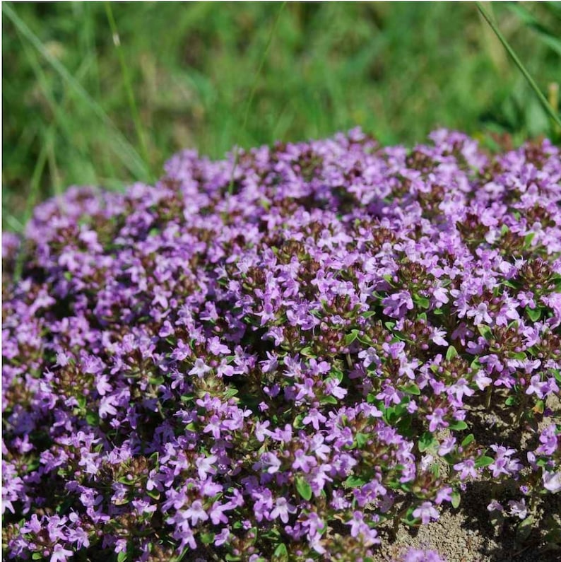 Moeder van tijm kruipend 50 zaden Thymus Serpyllum Etsy Nederland