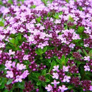 Mother of Thyme (Creeping) - 50 seeds - Thymus Serpyllum