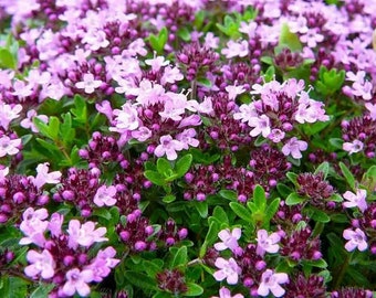 Mother of Thyme (Creeping) - 50 seeds - Thymus Serpyllum