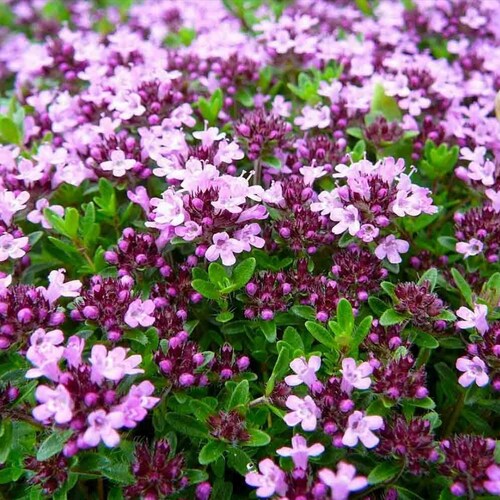 Mother of Thyme (Creeping) - 50 seeds - Thymus Serpyllum