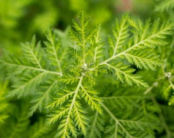 Sweet Wormwood / Sweet Annie (artermisia annua) - 20 seeds