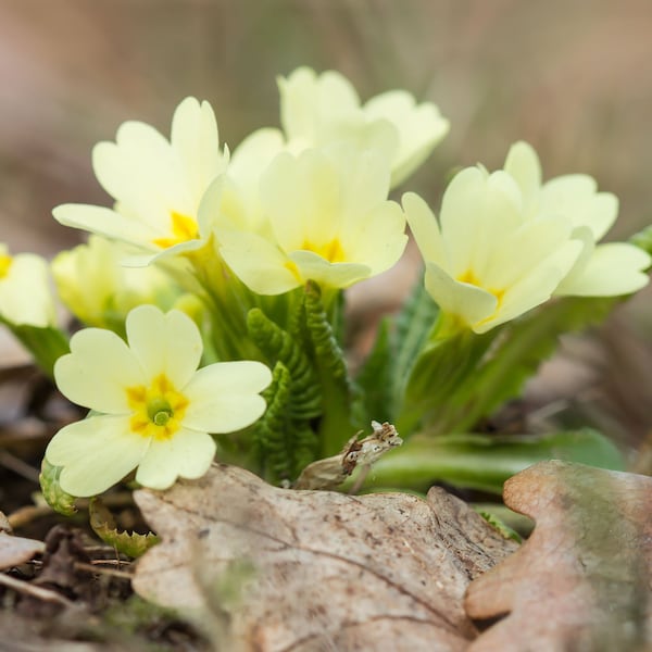 Common Primrose (Primula Acaulis S1 Accord Yellow) - 20 seeds