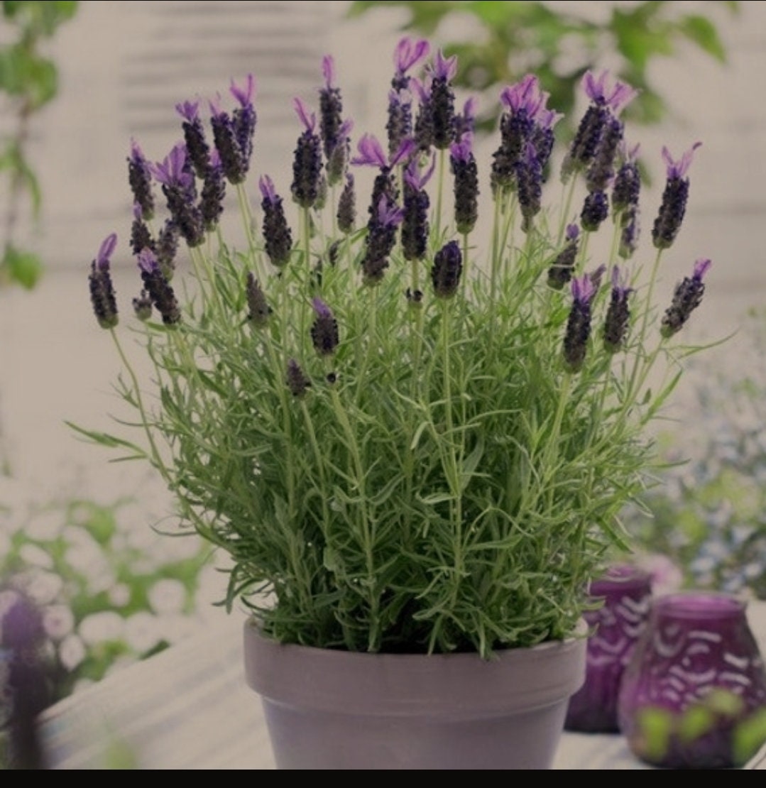 5 Spanish Lavender Organic Herb Perennial Live Plant Cuttings Clippings for  Propagation Lavandula Stoechas 