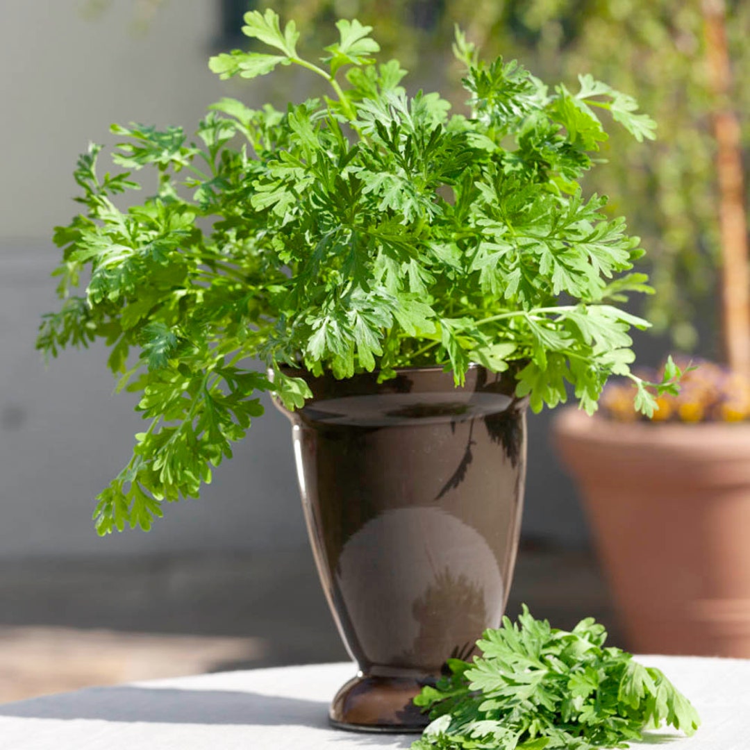 Wormwood (artemisia Absinthium) - 100 Seeds - Etsy