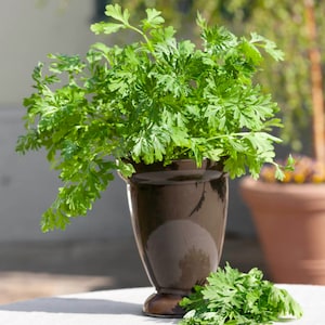 Wormwood (Artemisia Absinthium) - 100 seeds