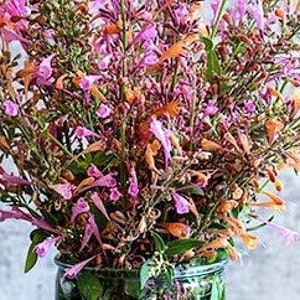 Mexican Hyssop (Agastache Aurantiaca Fragrant Delight Mix) - 25 seeds