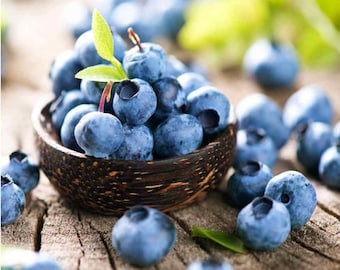 Blueberry Northern Highbush Mix (Vaccinium corymbosum) - 50 seeds