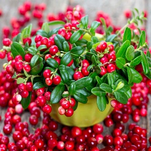 Cranberry (Vaccinium Macrocarpon) - 25 seeds