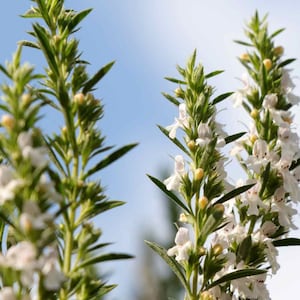 Winter Savory (Satureja Montana) - 25 seeds