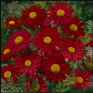 Perennial Red Chrysanthemum (Chrysanthemum Coccineum Robinson's Red) - 25 seeds