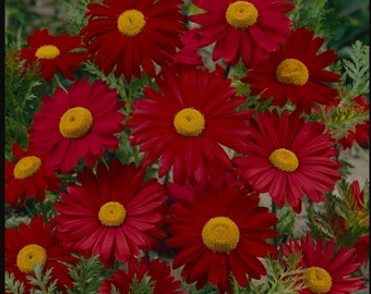 May include: A cluster of vibrant red daisy-like flowers with bright yellow centers. The petals are a deep, rich red, and the flowers are surrounded by green foliage. The image is a close-up shot, highlighting the texture and detail of the blooms.