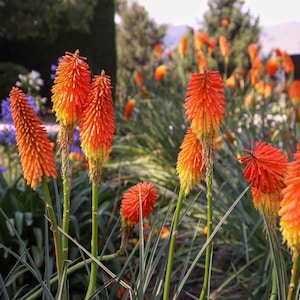 Red Hot Poker (Kniphofia Uvaria) - 25 seeds
