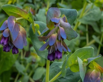 Honeywort (Cerinthe Major Purpurascens/Blue Shrimp) - 10 seeds