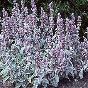 Lamb&#39;s Ear (Stachys Byzantina Lanata) - min 20 seeds