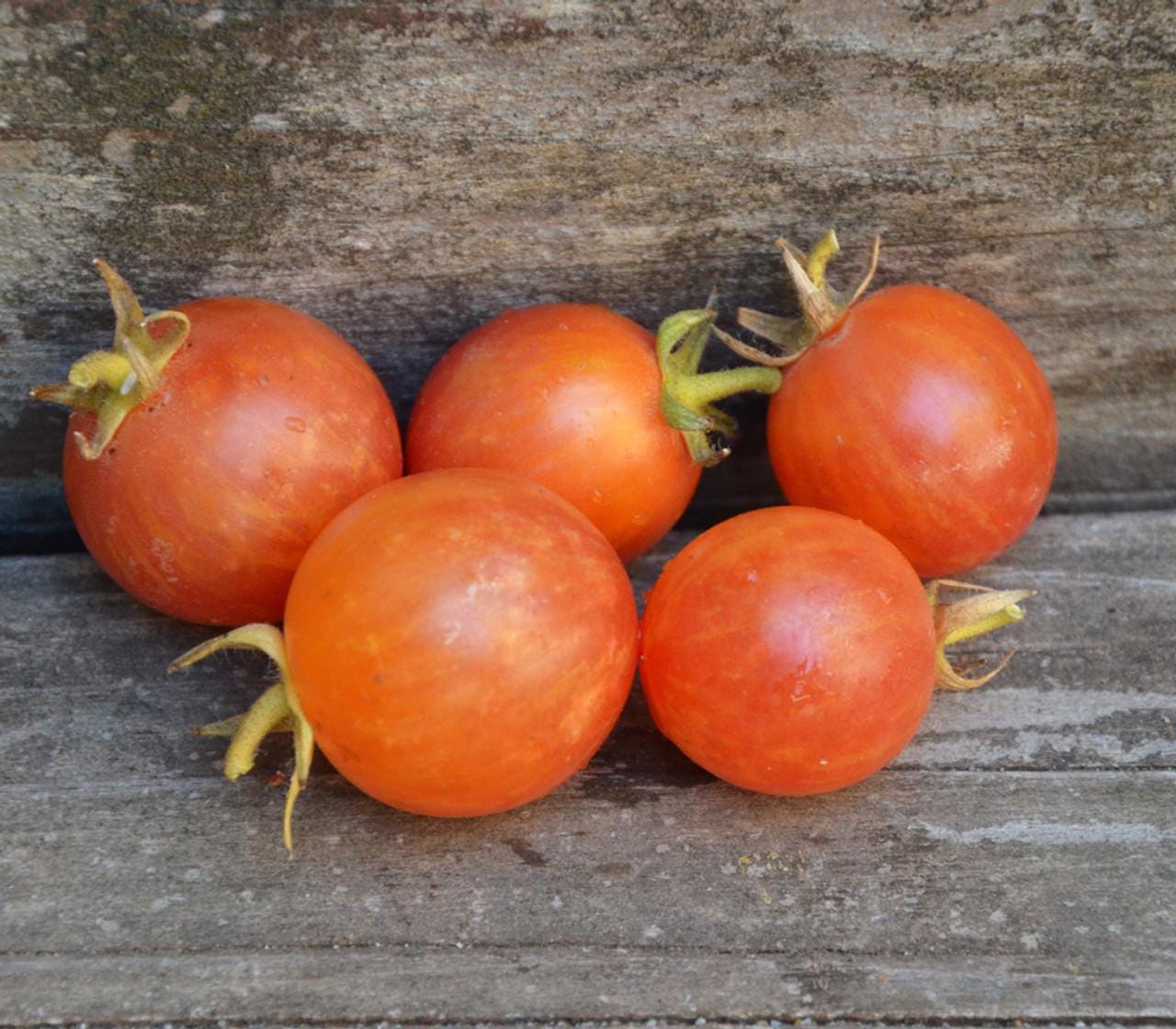 Organic Tropical Sunset Tomato -  20 seeds