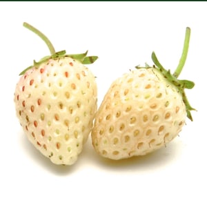 May include: Two white strawberries with green stems and leaves. The strawberries have a creamy white color with small red and green seeds. The background is plain white.