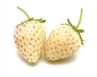 Vesca Strawberry White Soul (Fragaria Vesca) - 50 seeds