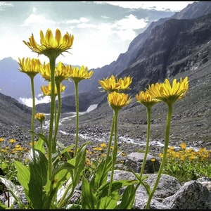 Arnica / Mountain Tobacco (Arnica Montana) - 10 seeds